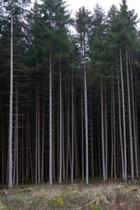 Thin tree trunks at the edge of the forest Thin tree trunks at the edge of the forest
